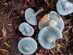 Clitocybe odora pacifica