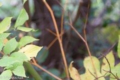 Aurantioporthe corni