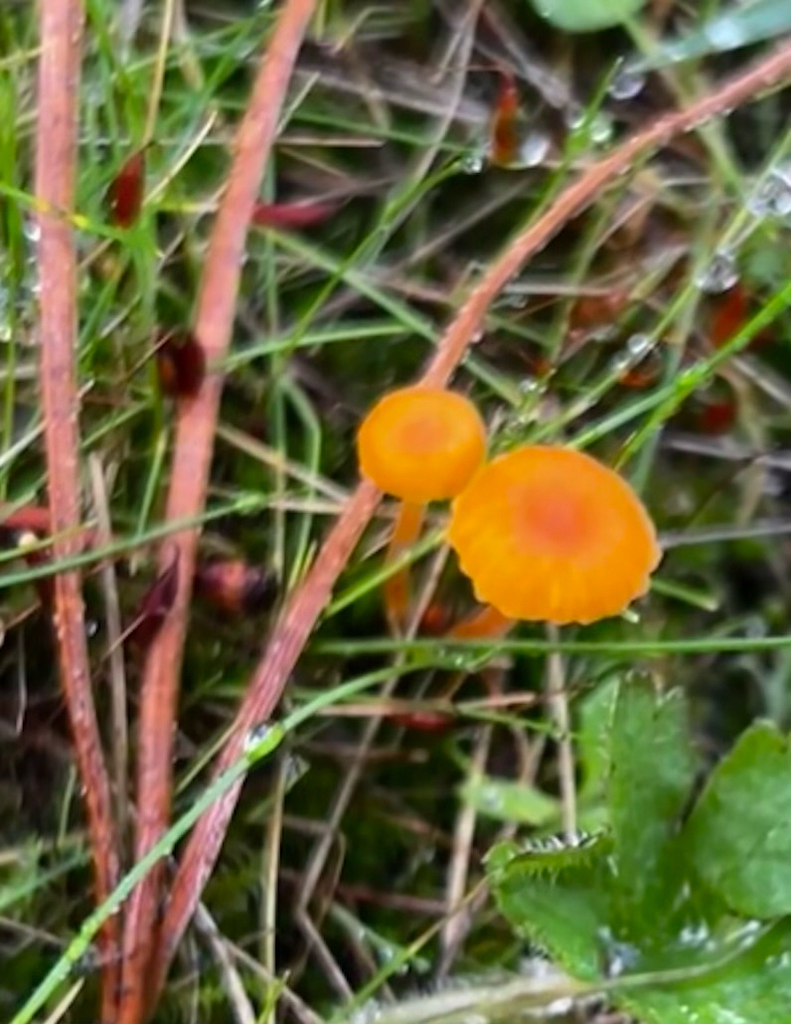 Rickenella fibula · July 2025 · photo: © kantareller (iNaturalist, cc-by)