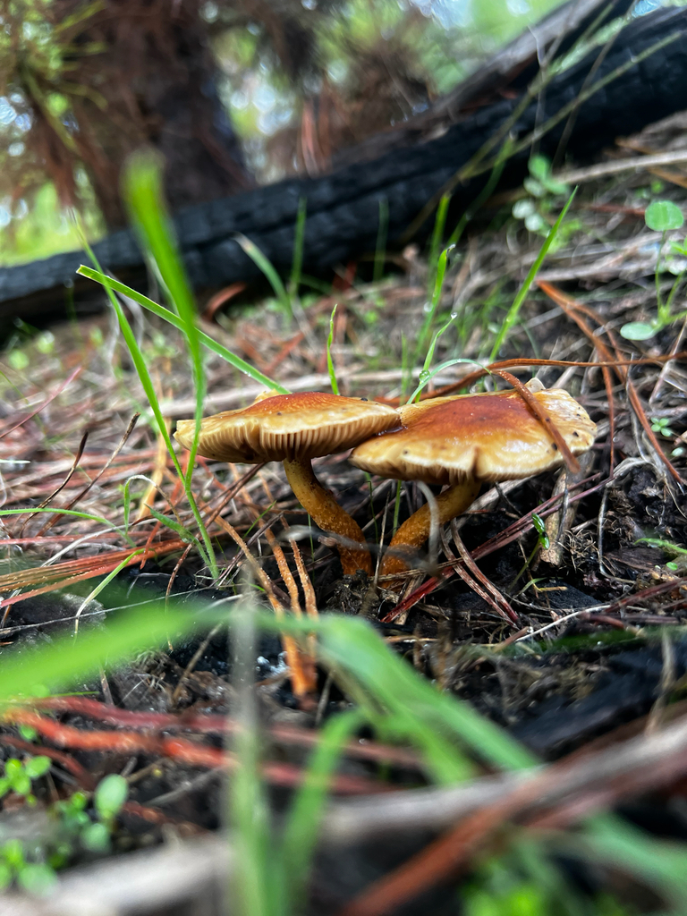 Pholiota communis