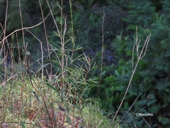 Cosmos crithmifolius