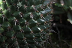 Mammillaria mystax