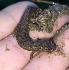 Desmognathus kanawha