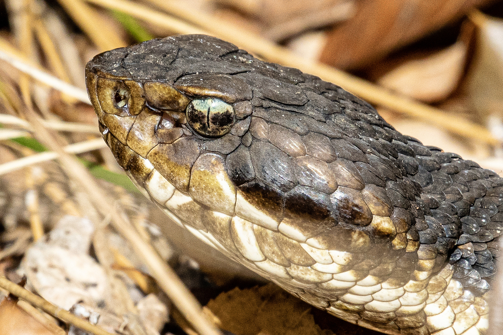 Northern Cottonmouth from Chesterfield County, VA, USA on October 07