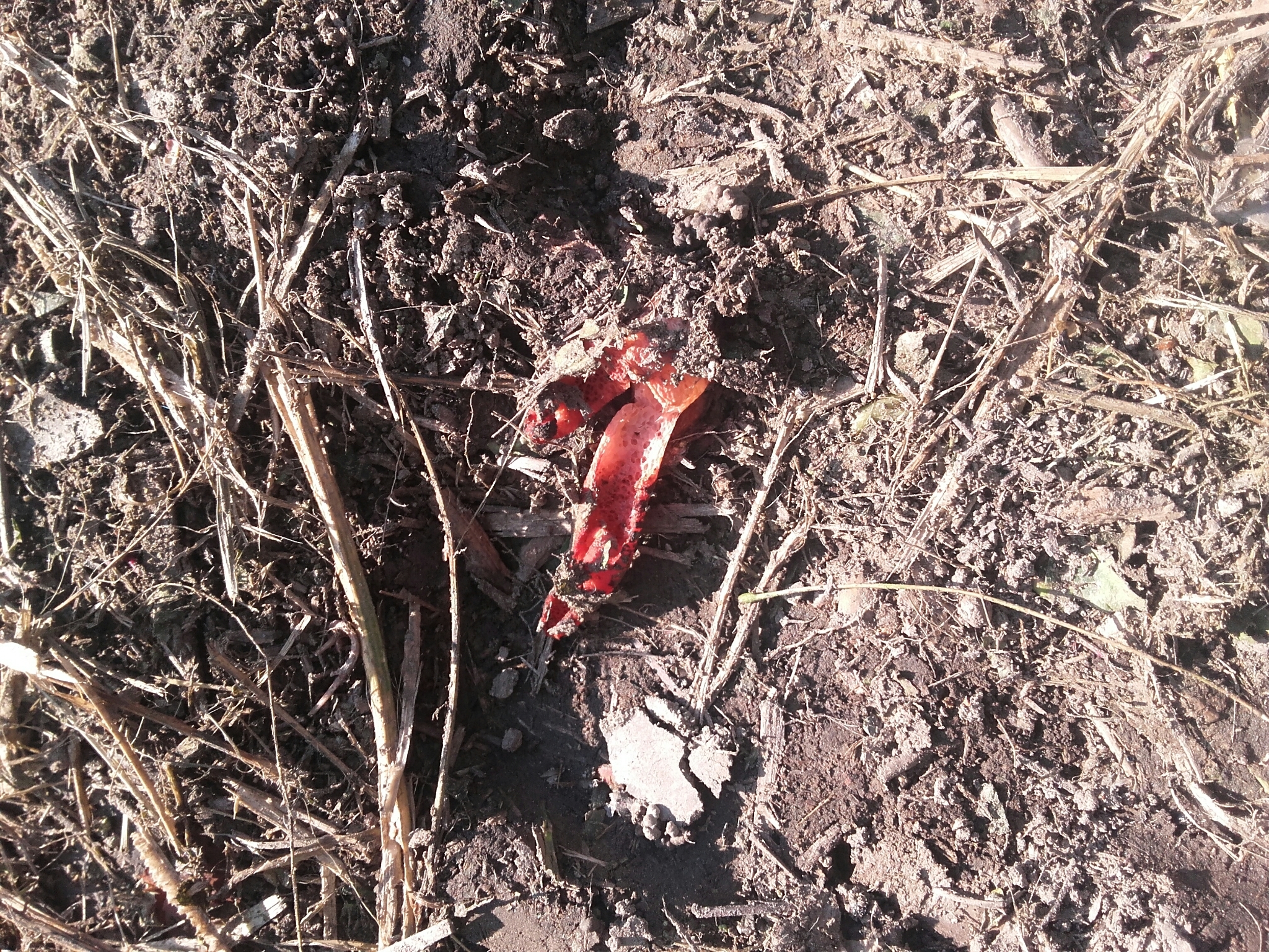 Mutinus caninus image