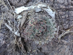 Mammillaria sonorensis