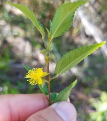 Corchorus siliquosus