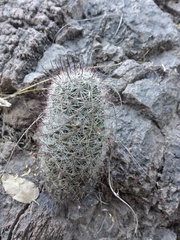 Mammillaria sheldonii