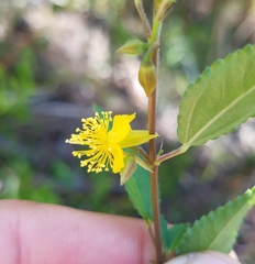 Corchorus siliquosus