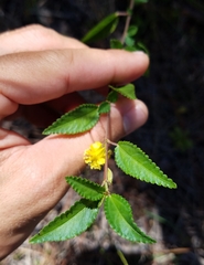 Corchorus siliquosus