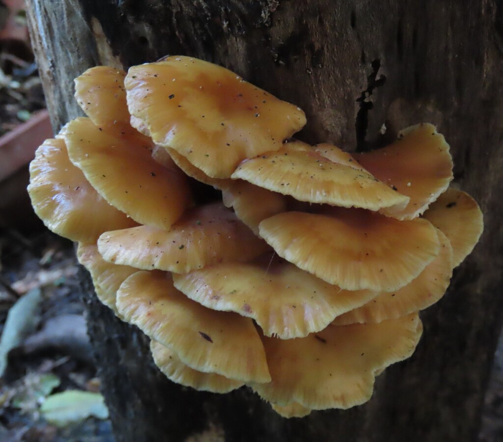 Flammulina velutipes · July 2025 · photo: © dianne_and_gordon_purdie (iNaturalist, cc0)