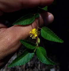 Corchorus siliquosus