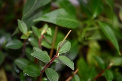 Peperomia consoquitlana