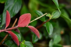 Peperomia consoquitlana