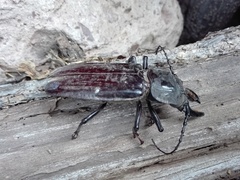 Mallodon chevrolatii