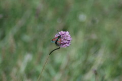 Zygaena exulans
