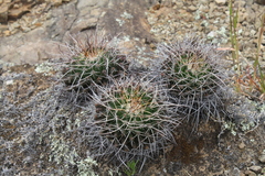 Mammillaria mystax