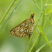 Arctic Skipper - Photo (c) Scott King, some rights reserved (CC BY-NC)