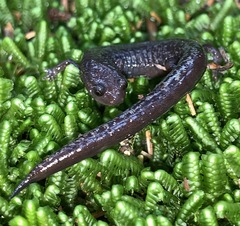 Plethodon welleri