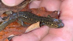 Desmognathus kanawha