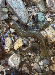 Desmognathus kanawha