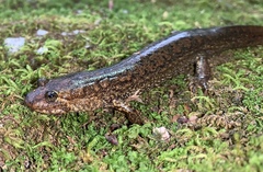 Desmognathus kanawha