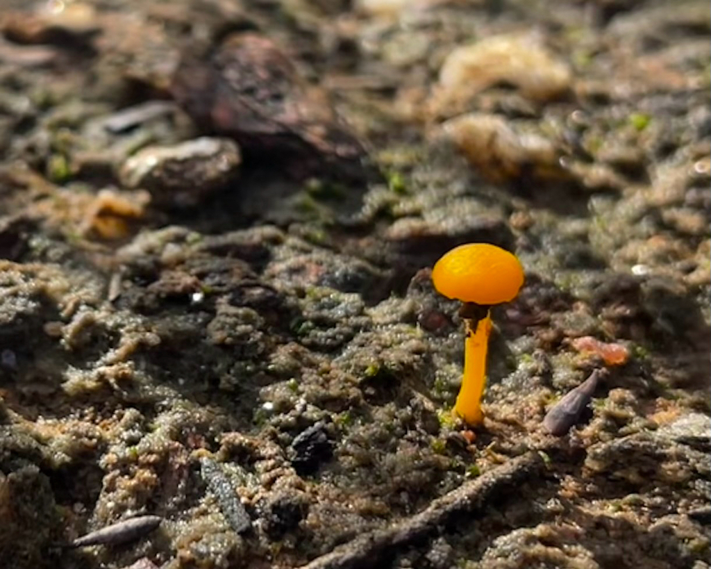 Lichenomphalia chromacea · July 2025 · photo: © kantareller (iNaturalist, cc-by)
