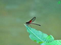 Hetaerina rosea