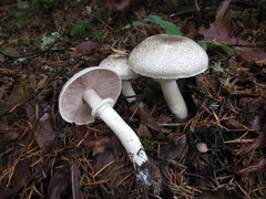 Agaricus moelleri