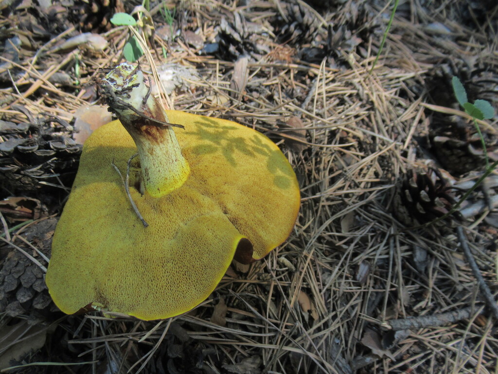 Suillus granulatus · July 2025 · photo: © smsergey (iNaturalist, cc-by-nc)