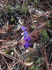 Pinguicula macrophylla