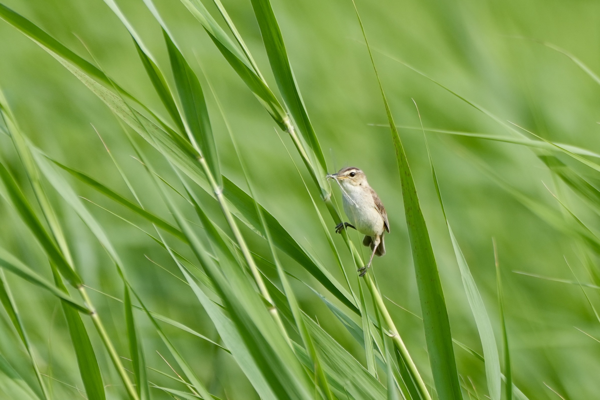 Black-browed Reed Warbler