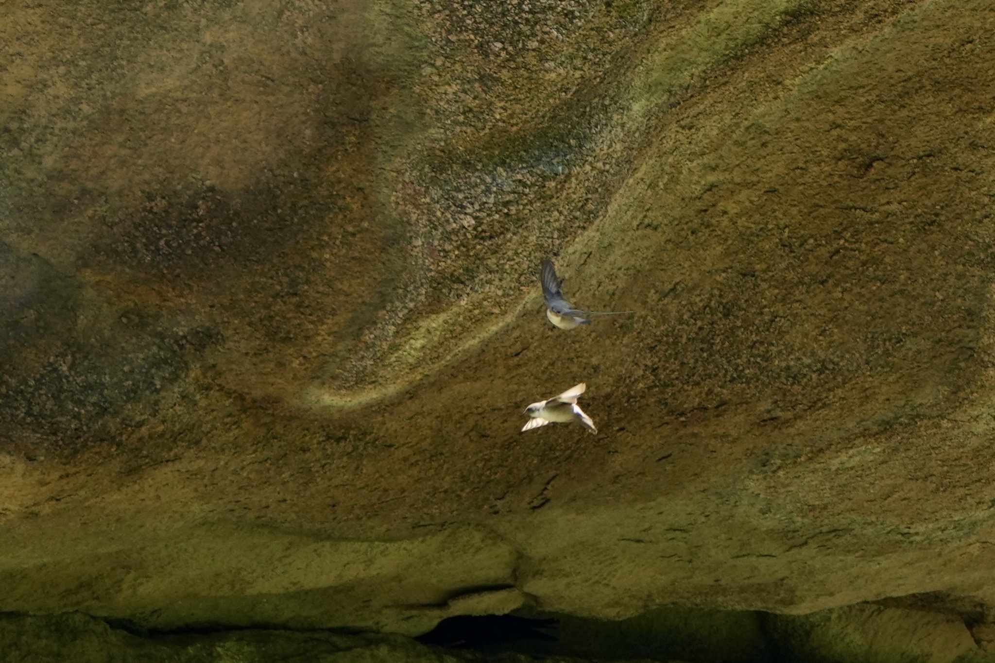 Eurasian Crag Martin