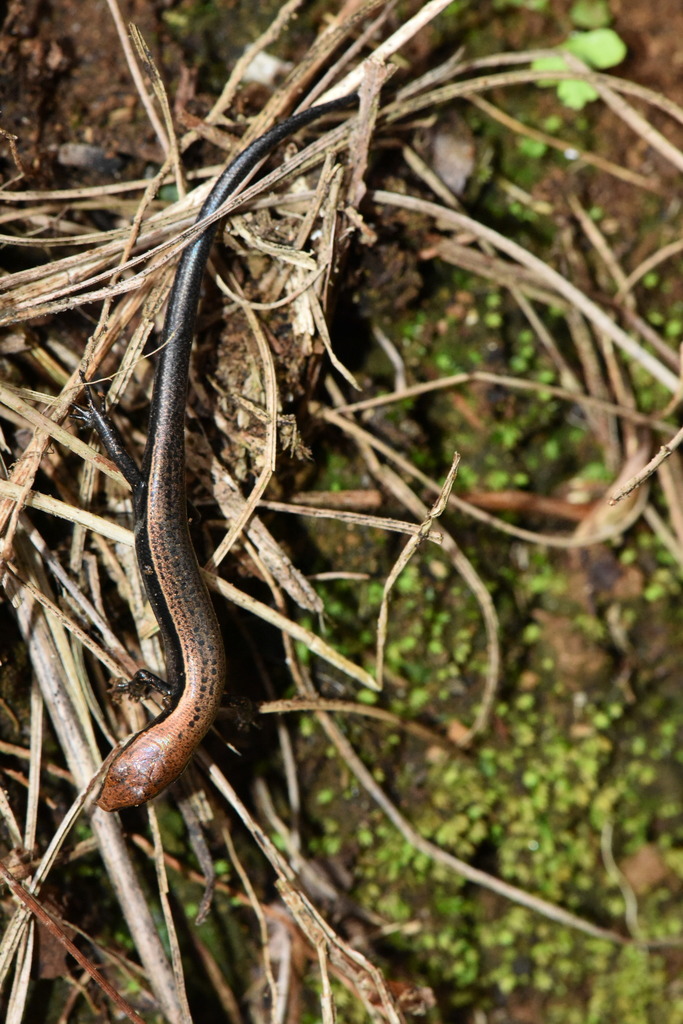Cope’s Forest Ground Skink