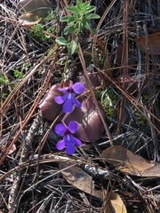 Pinguicula macrophylla