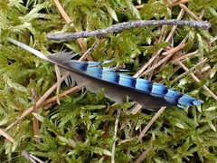 Eurasian Jay photo 6