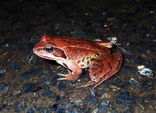 Galician Common Frog, photo 7 of 7