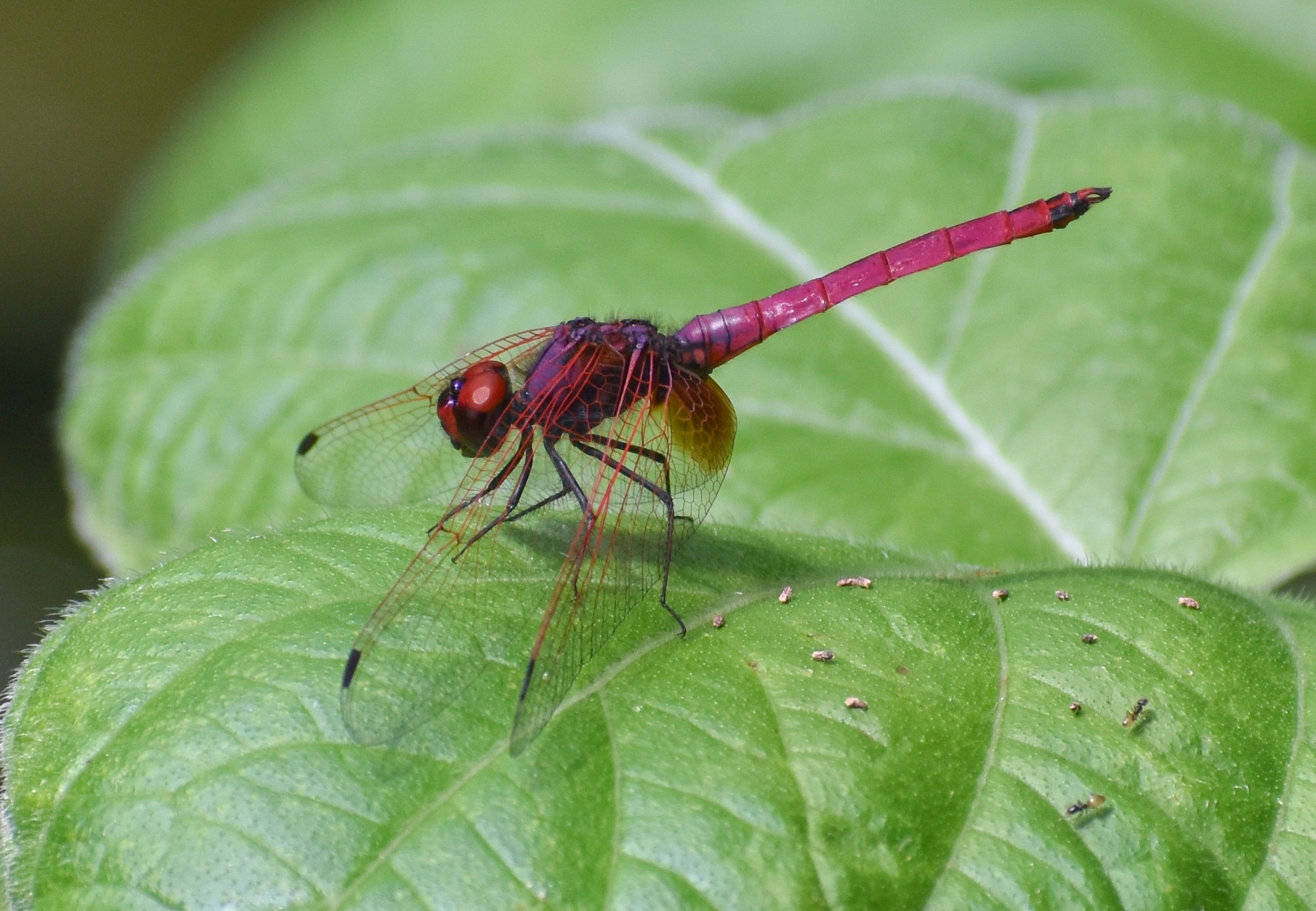 Crimson Marsh Glider