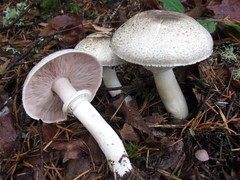 Agaricus moelleri
