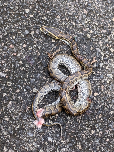 African Rock Python