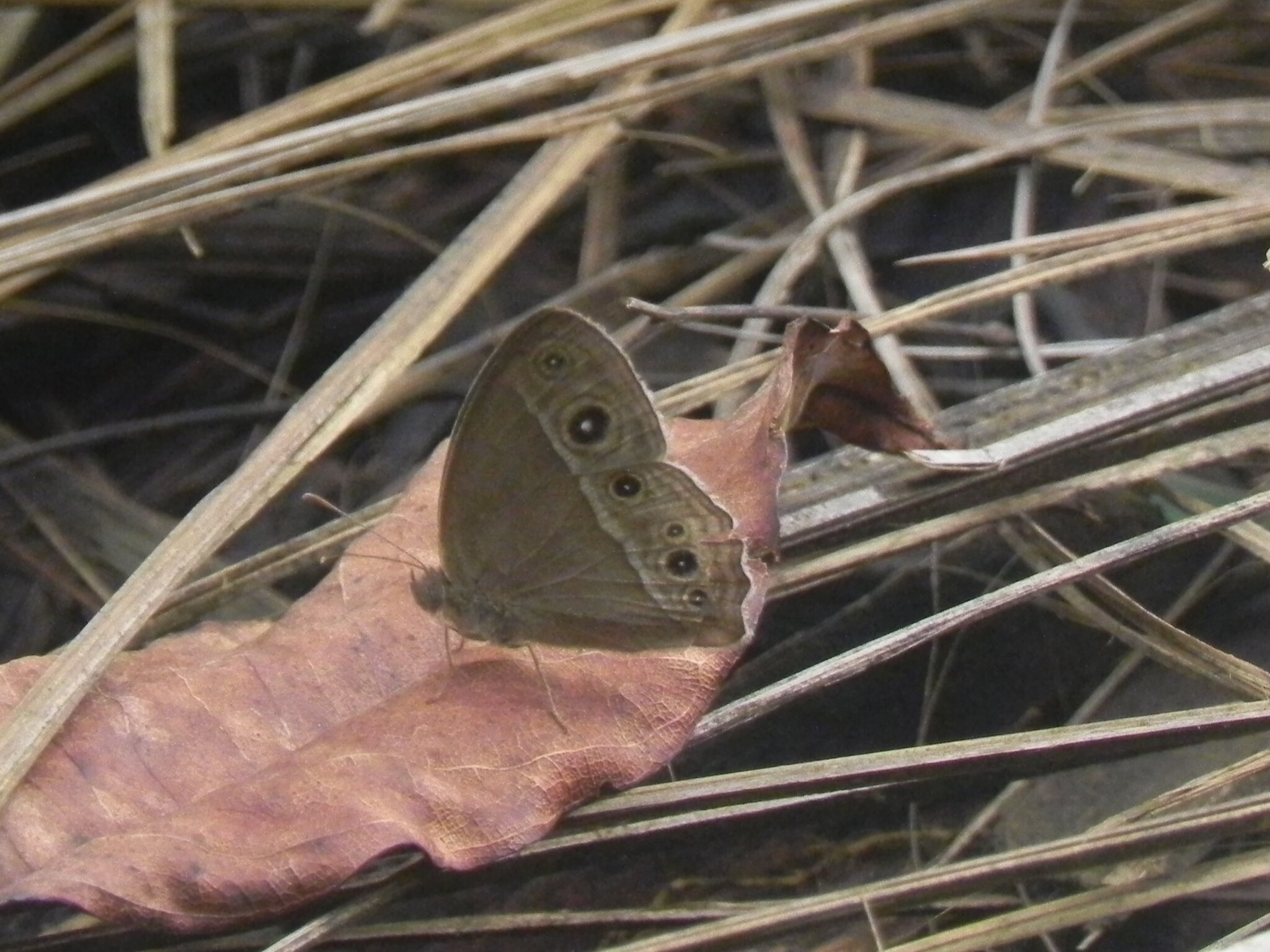 Long-Branded Bushbrown