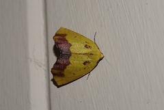 Drepanogynis cambogiaria