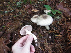 Agaricus moelleri