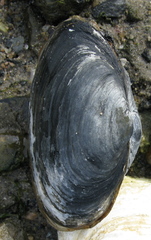 Mya arenaria