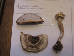 Agaricus moelleri