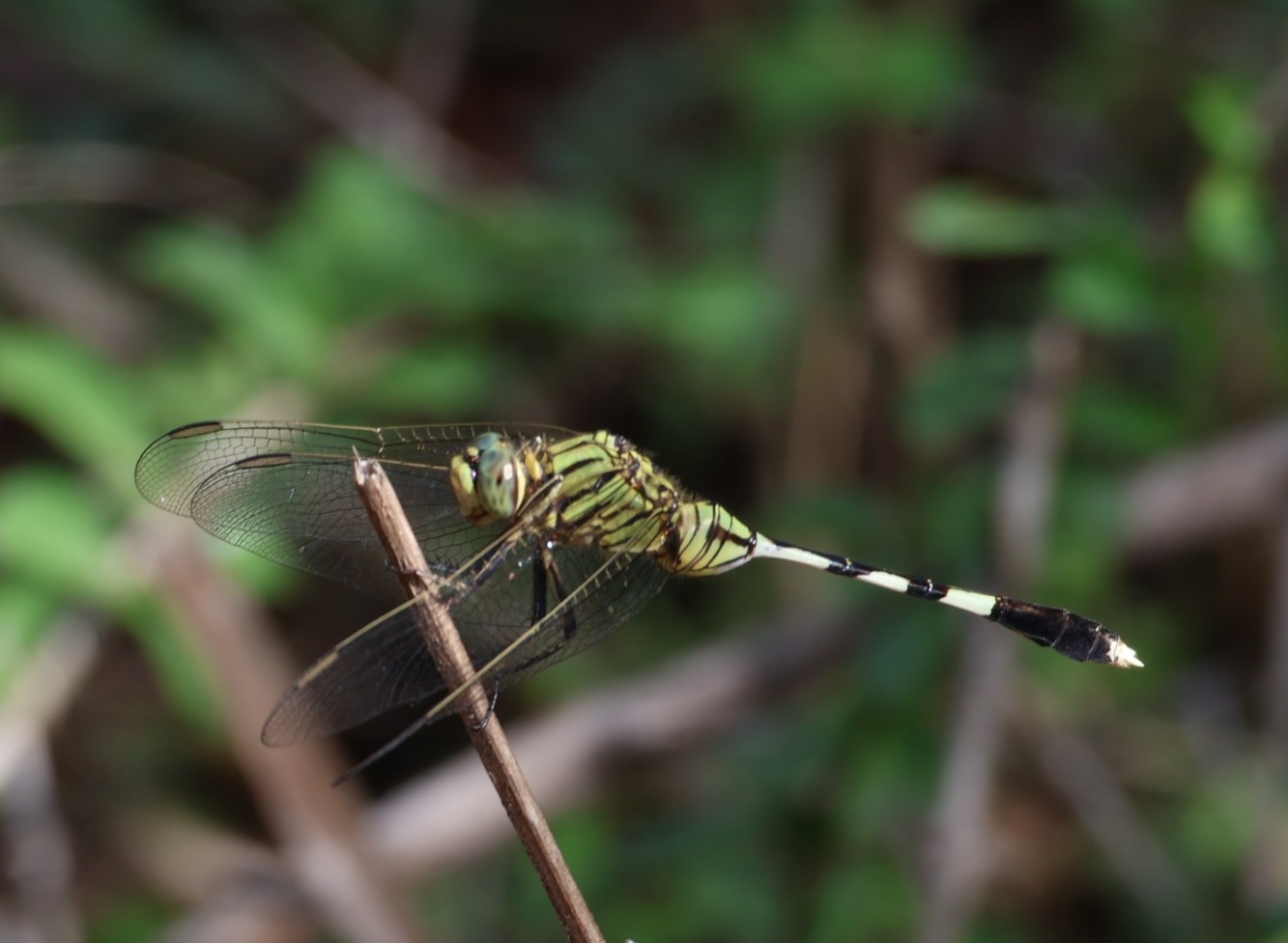 Slender Skimmer
