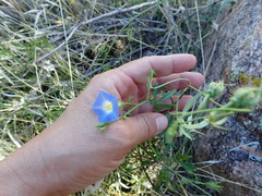 Ipomoea barbatisepala