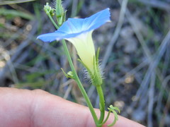 Ipomoea barbatisepala