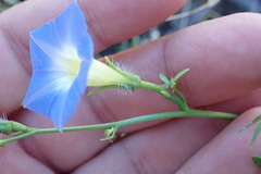 Ipomoea barbatisepala