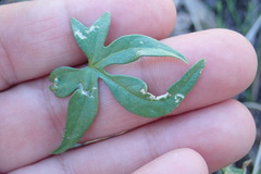 Ipomoea barbatisepala